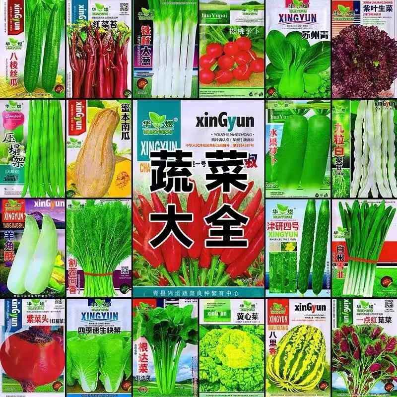三叉空心菜种子四季青菜籽柳叶空心菜大叶三丫空心菜籽盆栽蔬菜种