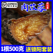 阿拉善肉苁蓉批发内蒙古特级正品油苁蓉整根泡茶中药材锁阳旗舰店