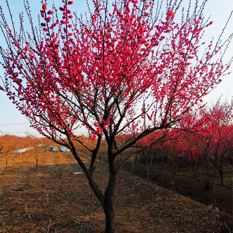 红梅花树苗盆栽老桩庭院耐寒冬季开花卉植物浓香原生高杆骨里红梅