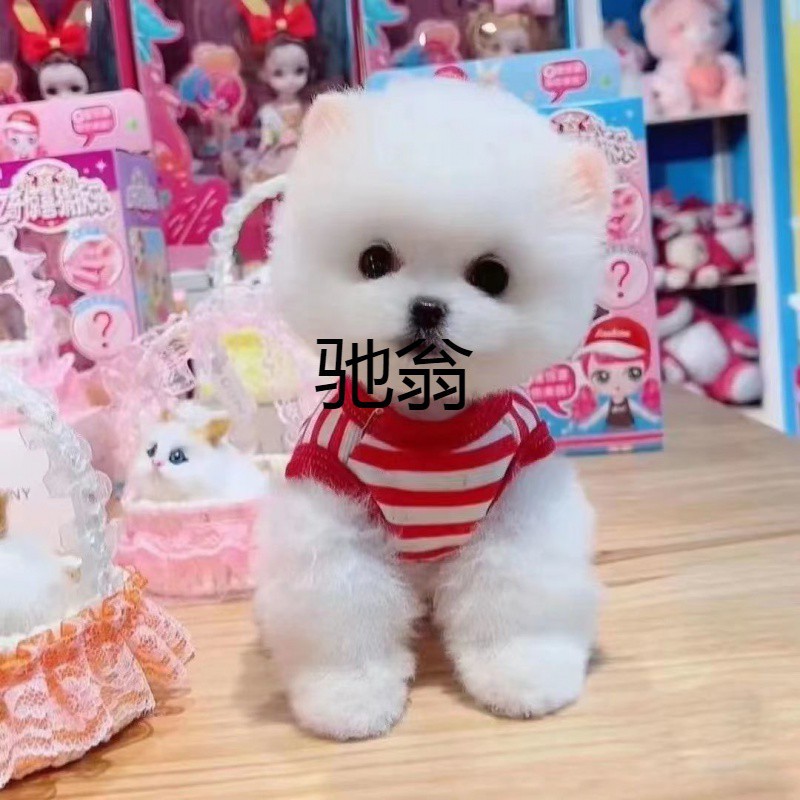 ncj纯种茶杯犬真狗博美幼犬活物宠物狗长不大小型可爱