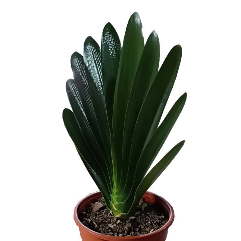 长春精品立板君子兰 宽短叶麻脸油匠胜利技师 花脸圆头花卉盆栽苗