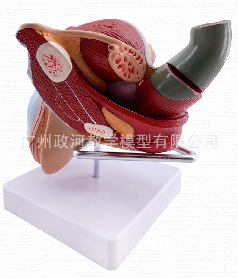 教学仿真男性生殖泌尿系统标本内外生殖模型睾丸解剖模型医疗教具