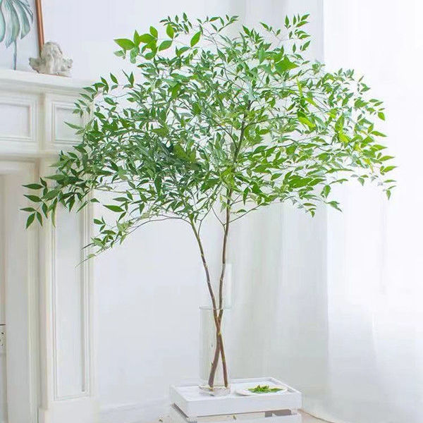 水植物花水培国产绿天竺鲜切枝南天竹直批家用水养禅意简约瓶插花