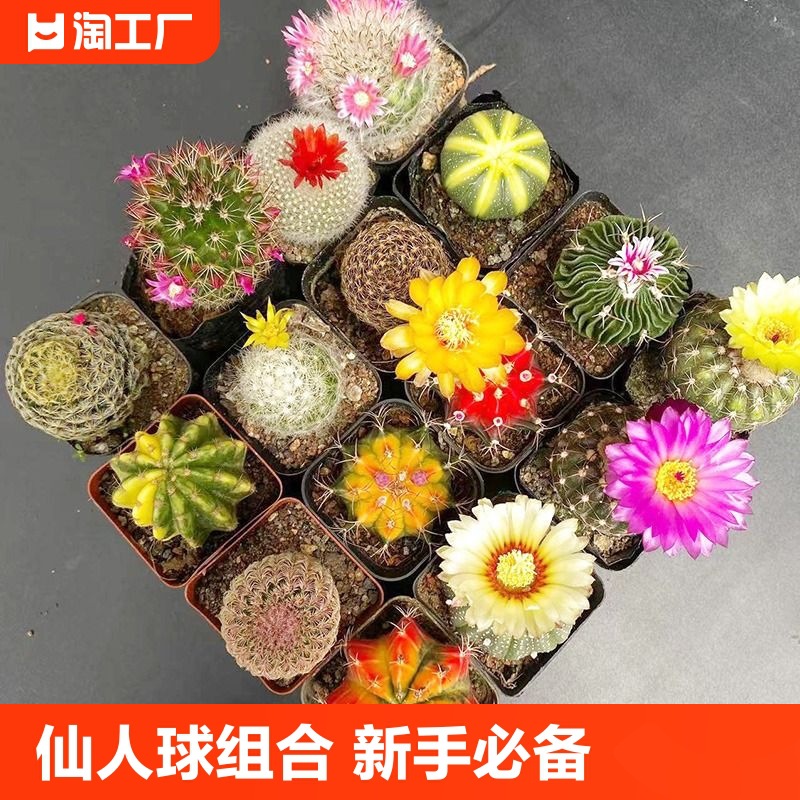 仙人球星兜鸾凤玉牡丹锦开花仙人掌多肉植物新手套餐盆栽绯花玉