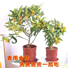 脆皮金桔带果发货盆栽树苗四季果树可食用橘子苗脆皮金橘室内常绿