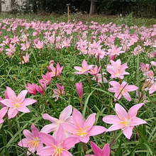 批发基地批发庭院盆栽地栽红花风雨兰种球粉花韭兰花球根粉花葱兰