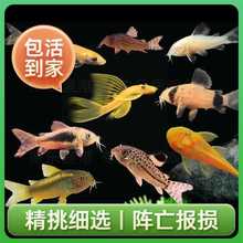 清洁鱼工具鱼小型热带鱼冷水清洁鱼吃便除藻冷水鱼观赏鱼包邮