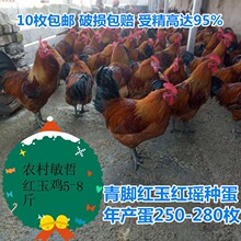 10枚包邮九斤红玉种鸡蛋红瑶种蛋麻鸡土鸡受精蛋可孵化本品为种蛋