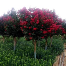 产地绿化批发 紫薇/百日红 丛生紫薇树 规格齐全 市政园林植物