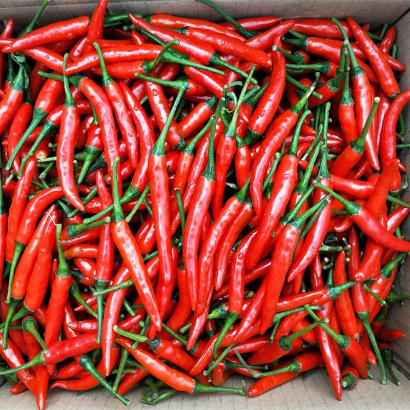 小米辣椒新鲜的批发椒特辣辣现摘朝天椒红辣椒指天椒红米椒泡椒