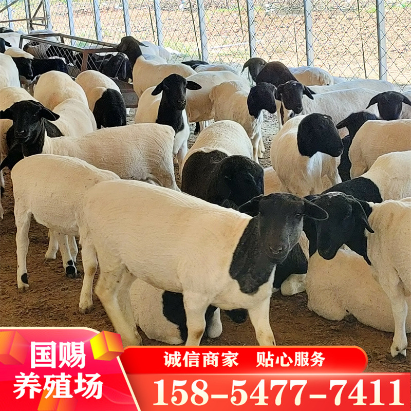 现货黑头杂交羊种公羊价格 小尾寒头胎怀孕羊利润 黑头绵羊图片