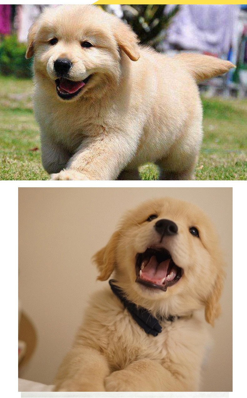 爱心领养金毛犬幼犬活体导盲犬狗活幼体小狗活的活物真狗宠物狗狗