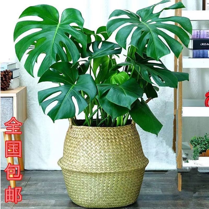 批发老桩大叶龟背竹开背盆栽室内水培好养植物净化空气吸甲醛花卉