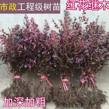 红花继木苗庭院绿植花卉篱笆围墙红檵木树苗四季红叶彩色盆景球桩