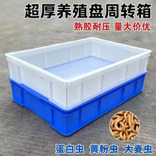 大麦虫周转箱种虫收纳批发养殖盒储物箱养殖箱黄粉虫长方形塑料盒