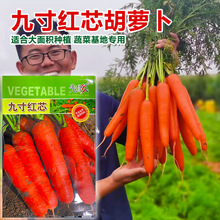 九寸王胡萝卜种子水果红萝卜生吃脆甜春秋季四季高产农家蔬菜种籽