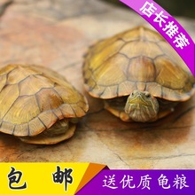情侣观赏大活体家养黄金宠物网红小乌龟草龟巴西龟活物水龟红耳龟
