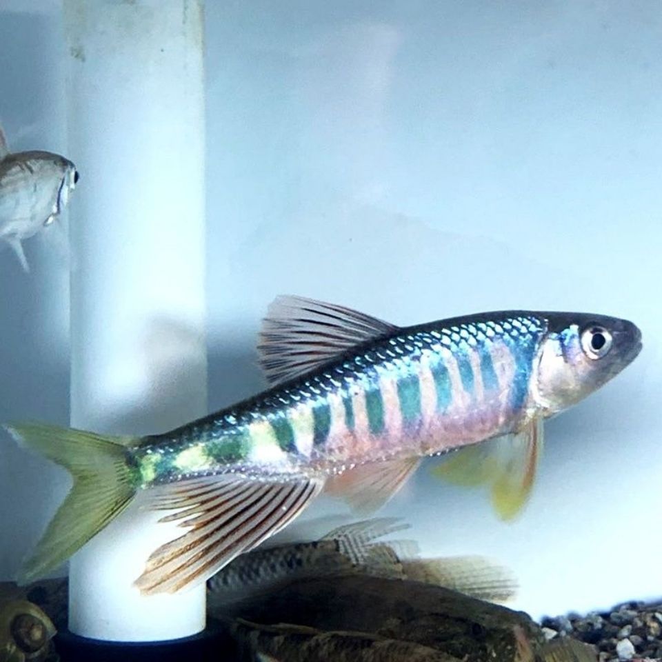 桃花鱼长鳍鱲溪哥不加温原生冷水鱼马口淡水鱼长鳍鱲虾虎旁皮吸鳅