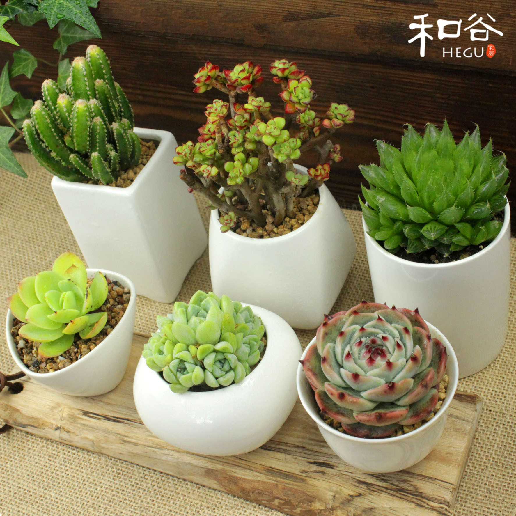 白色陶瓷简约创意个性肉肉植物白瓷多肉花盆手工特价小大口径组合