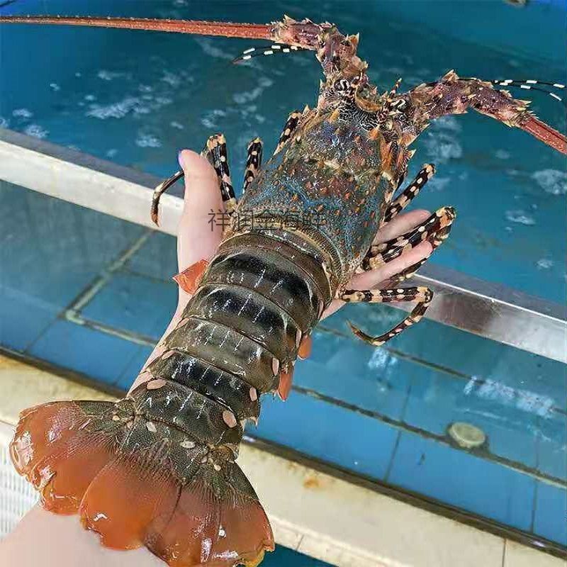 大龙虾.澳洲龙虾.龙虾.花龙虾.红龙虾.活冻龙虾.