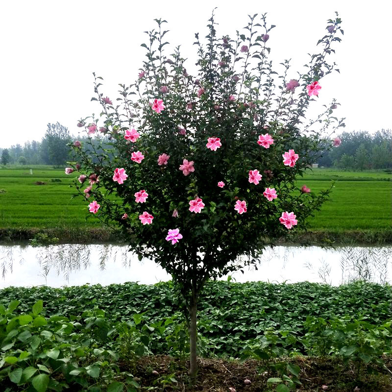 重瓣木槿花树苗棒棒糖小花苗南北方别墅庭院阳台耐寒盆栽观花植物