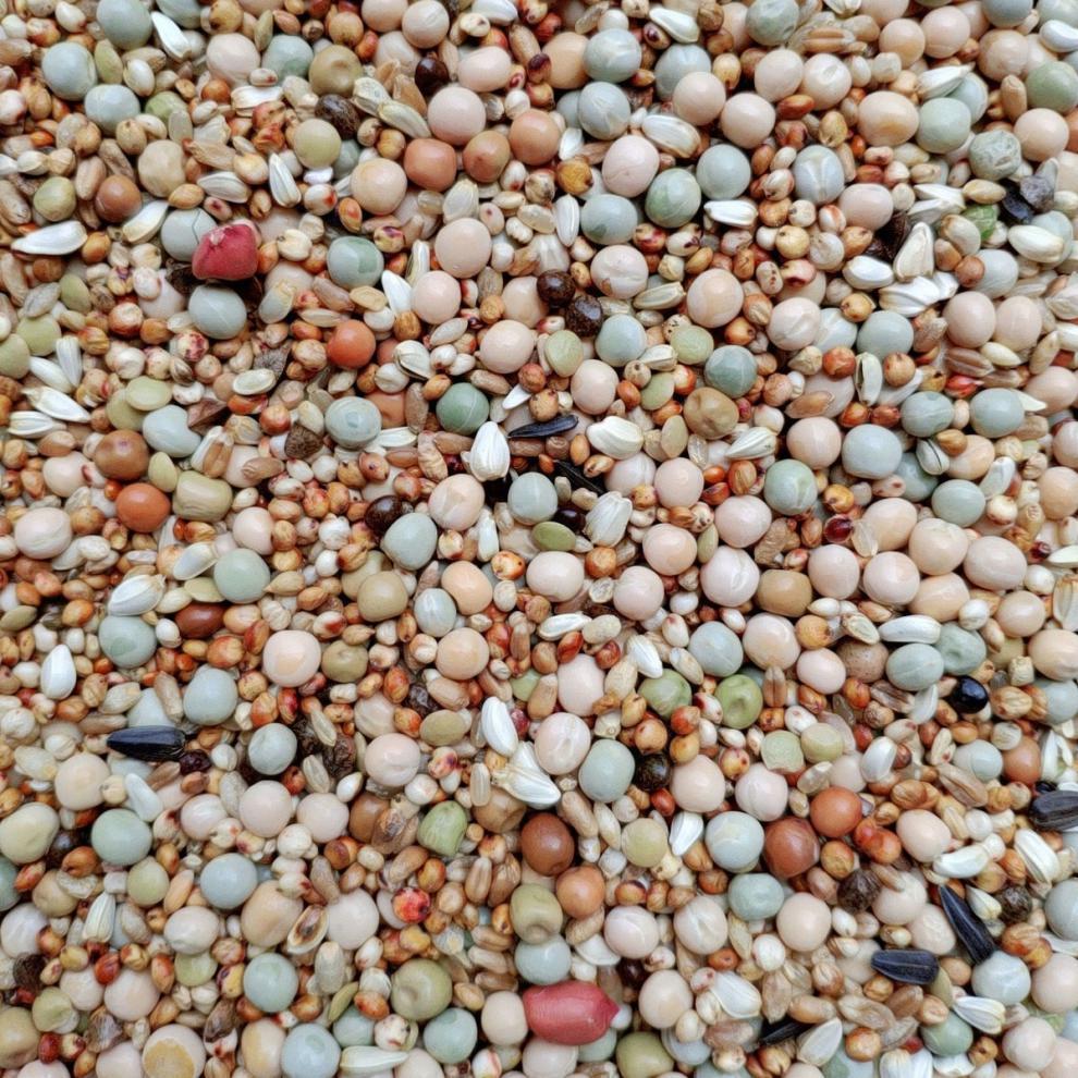 鸽子粮批发良德易鸽a级无玉米幼鸽鸽信鸽观赏鸟食鸽料50斤包邮