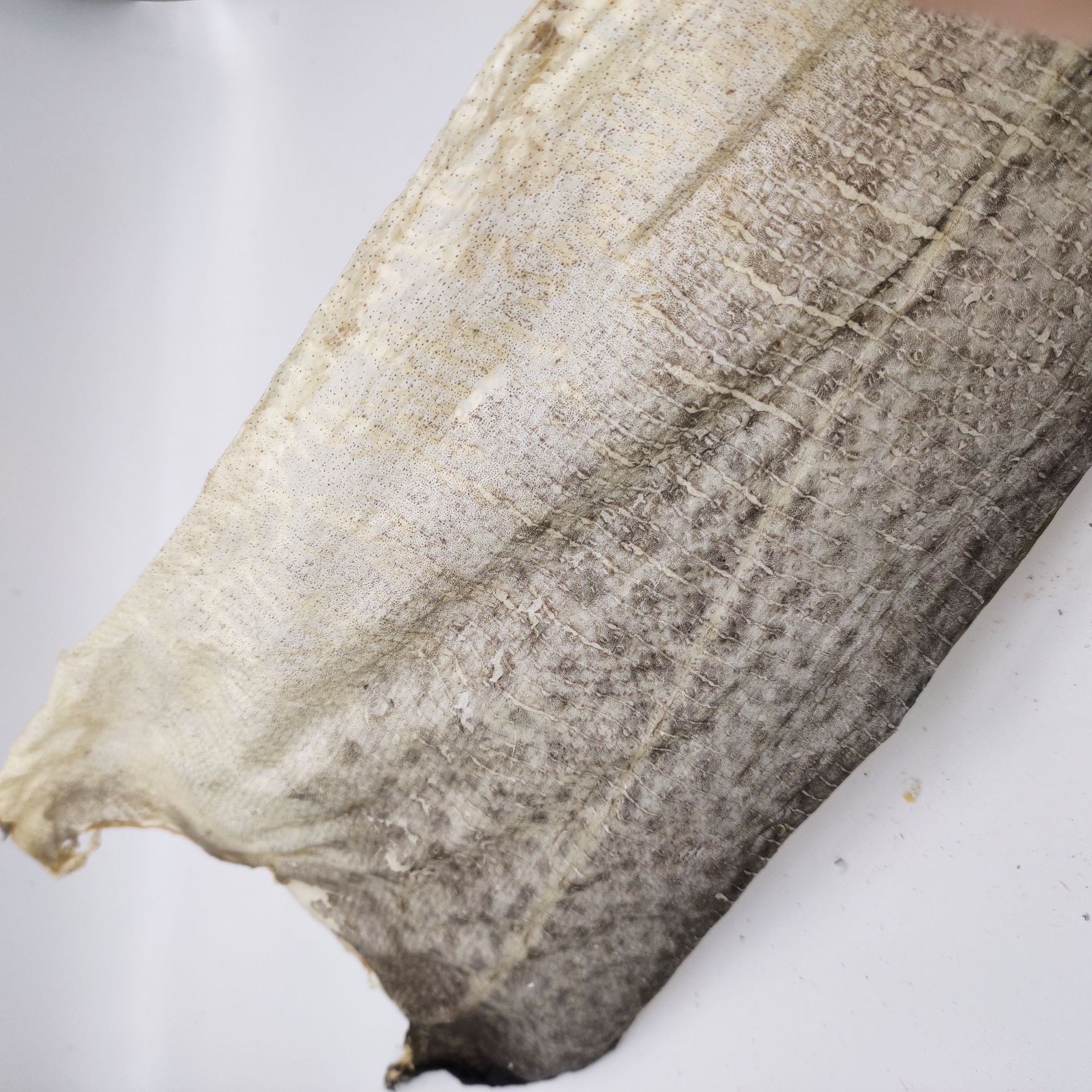 厂家直发深海鳕鱼皮 美毛磨牙风干鳕鱼皮 耐撕咬狗零食洁齿鱼皮