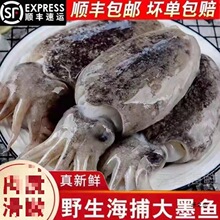 墨鱼新鲜大墨斗鱼墨鱼仔大号目鱼批发冷冻水产大乌贼顺丰工厂批发