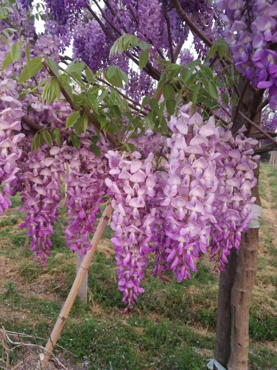 庭院种植耐寒耐热爬藤紫藤花多色长穗紫藤盆栽地栽苗廊架爬藤树苗