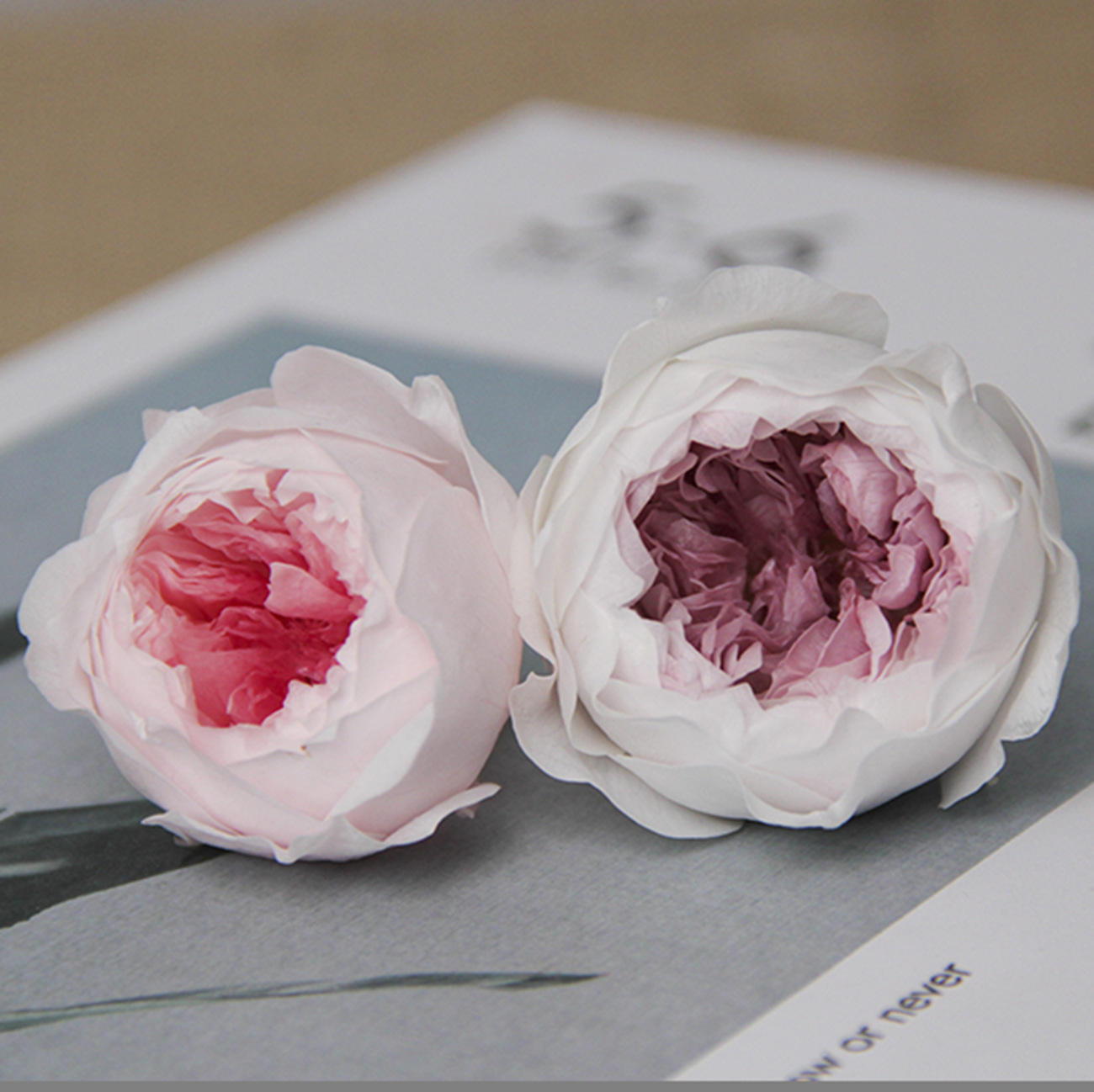 永生花蝴蝶系奥斯汀永生花4-5cm干花真花花艺插花diy材料