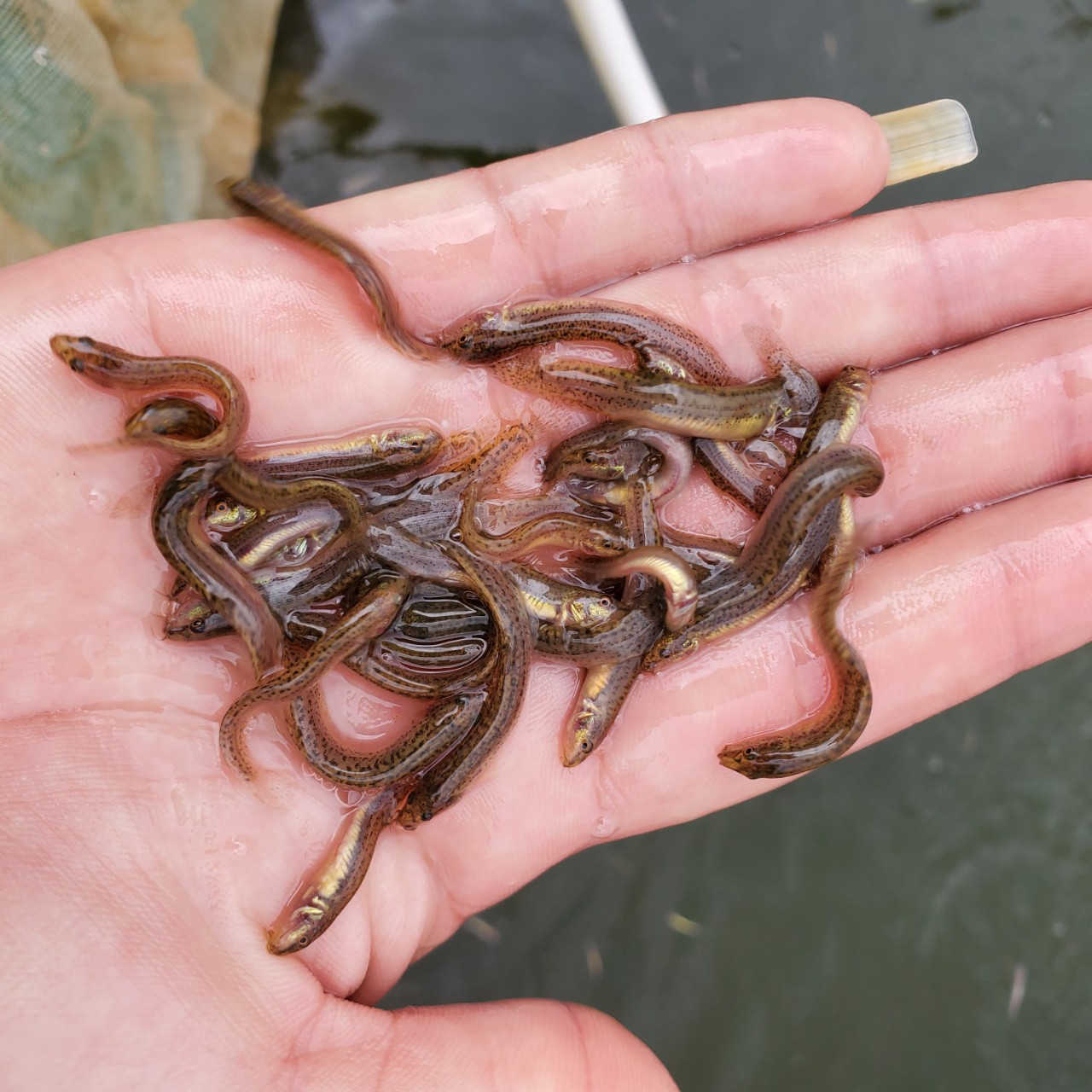 泥鳅鱼苗 台湾泥鳅鱼苗 快大泥鳅鱼苗 大量供应鱼苗