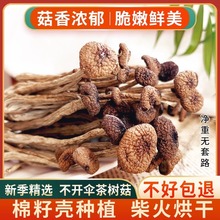 茶树菇干货批发炖汤新货新鲜无硫不开伞2024年煲汤炖非毛重纯净重