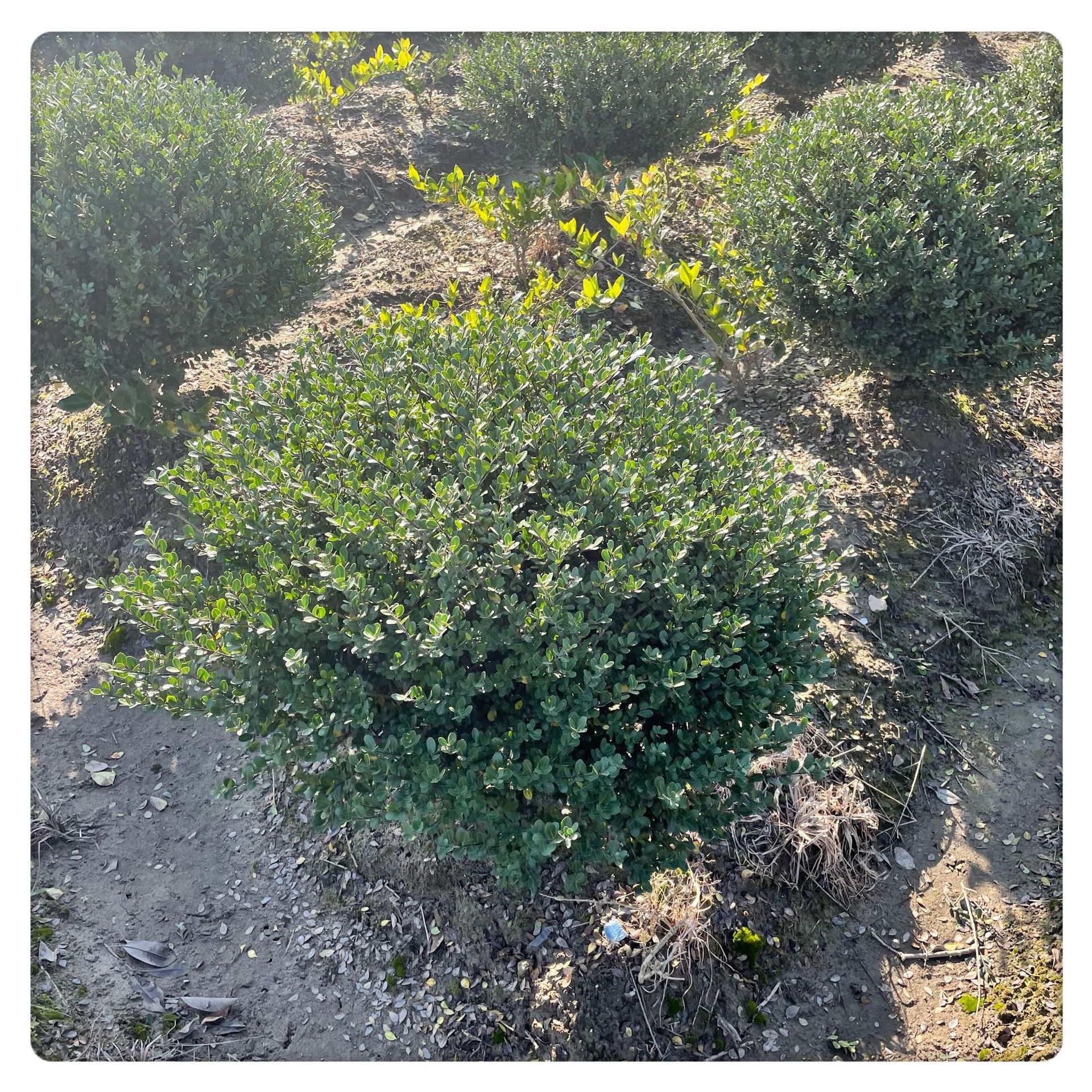 完美冬青 直立冬青 四季常青 园林绿化 小区绿化植物 基地直销