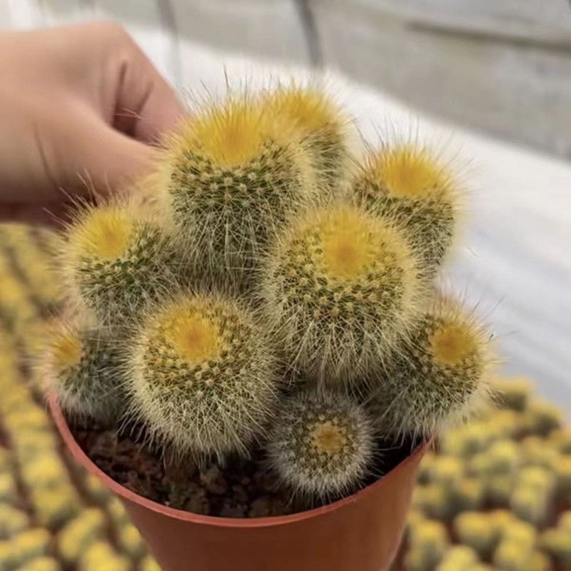 仙人球 多头金丝猴 金冠群生开花 桌面懒人好养植物盆栽-阿里巴巴