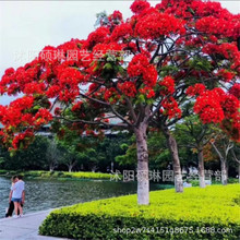 凤凰木种子 蓝花楹种子 红花楹种子树种绿化多季可播金凤树种子