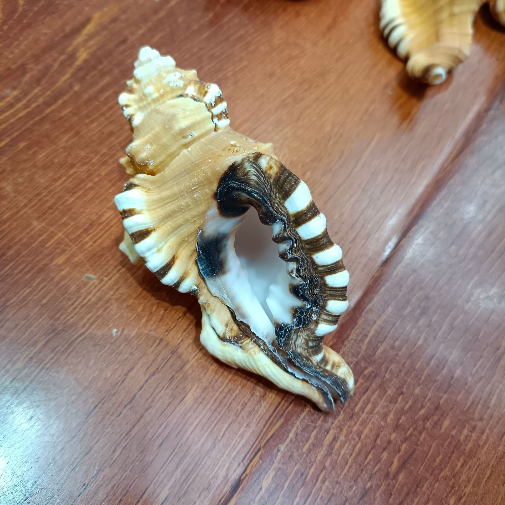 贝壳手工制作象鼻螺海螺天然海洋蓝色鱼缸手工欧式工艺品