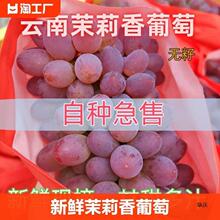 茉莉香葡萄新鲜无籽玫瑰香葡萄郁金香红提当季孕妇水果1-5斤包邮