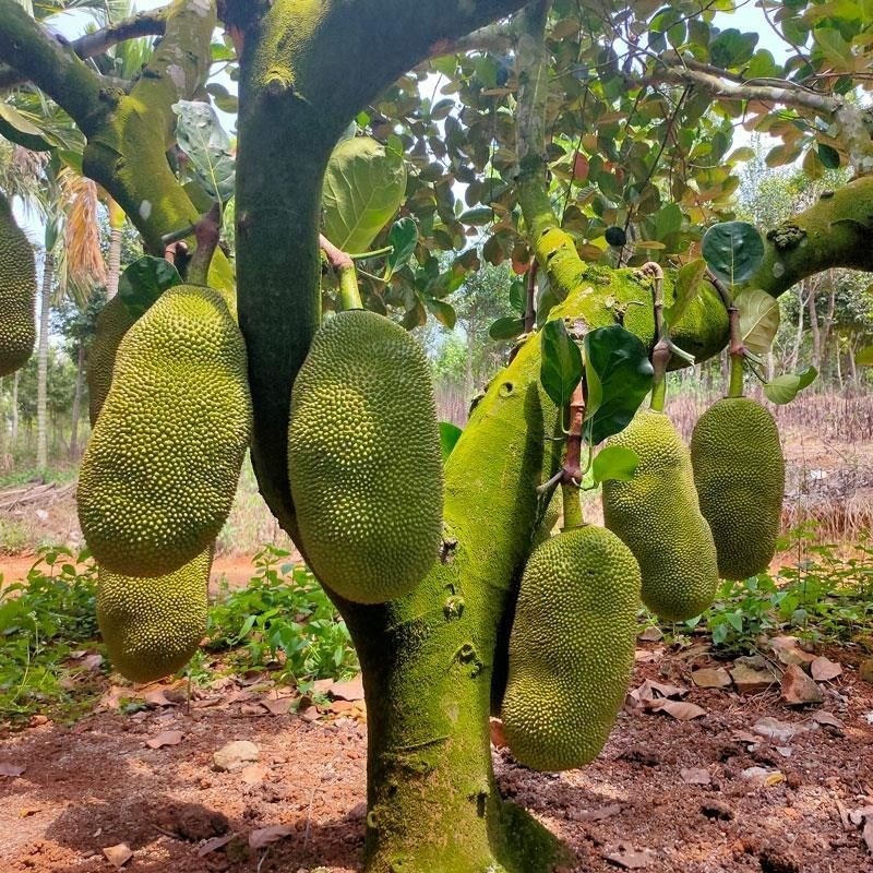 菠萝蜜苗果树苗四季结果海南嫁接菠萝蜜苗当年结果苗南北方种植