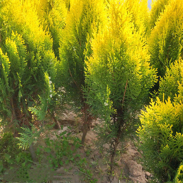 庭院苗木 洒金柏苗 盆栽洒金柏树 又名黄金柏 庭院道路绿化盆栽