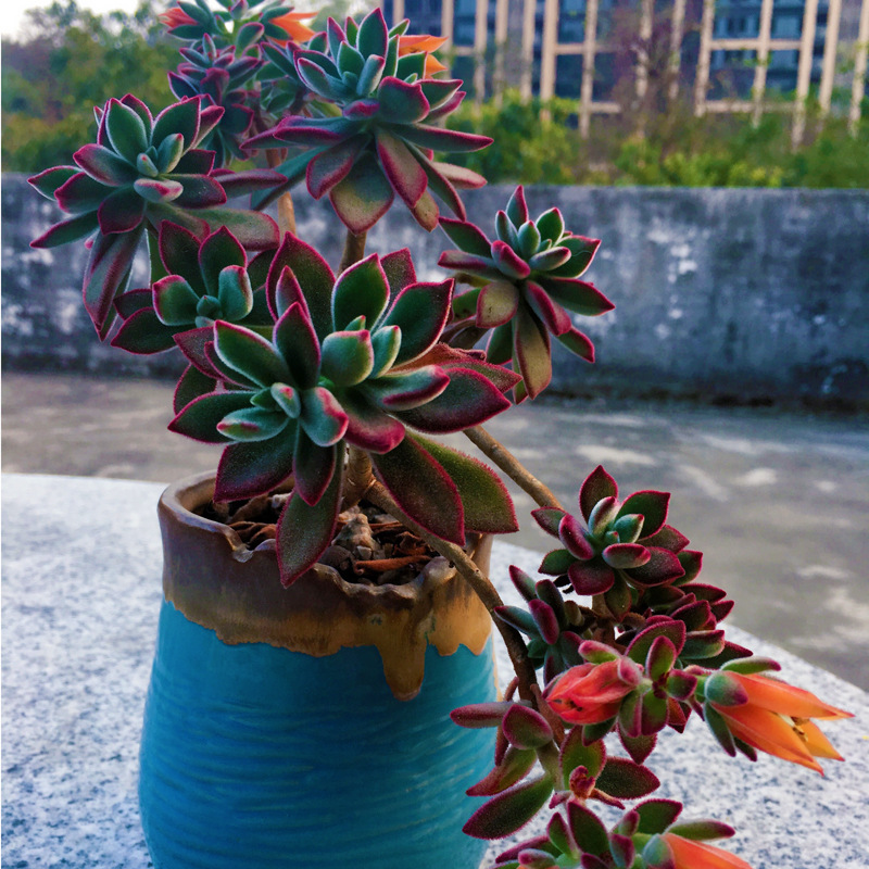 多肉植物红兔耳老桩紫珍珠室内盆栽法师肉肉锦晃星紫色花卉绿植好