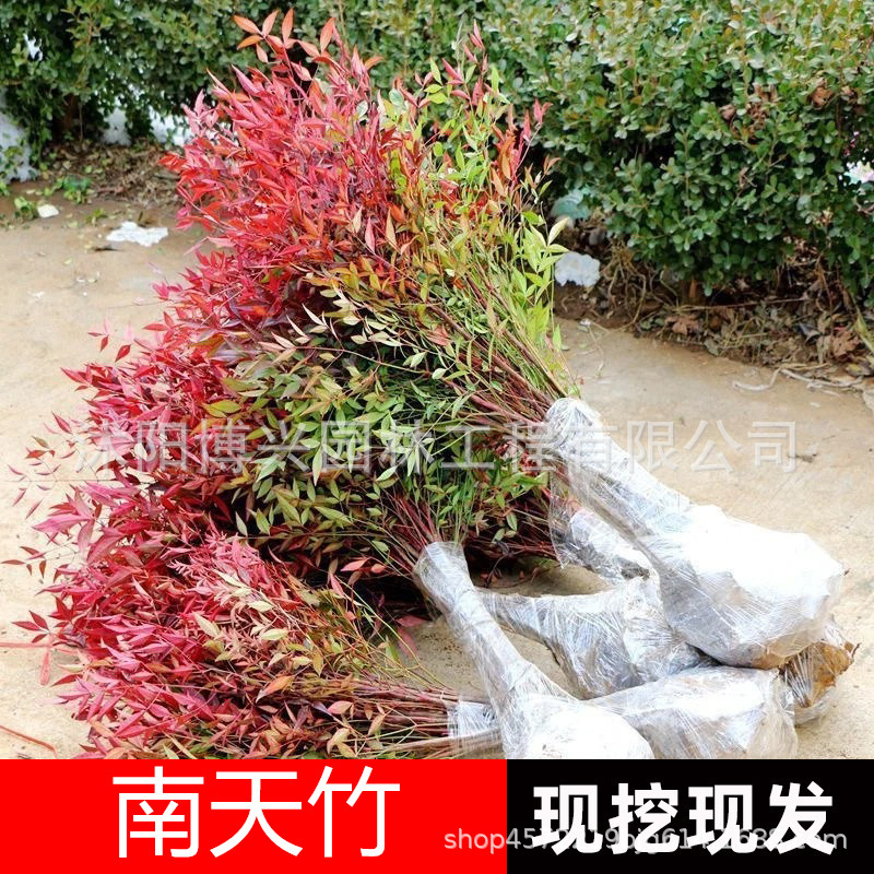 火焰南天竹小苗盆景室外庭院工程苗老桩竹子花卉绿植南天竹盆栽