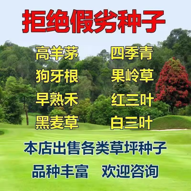 草坪草籽护坡狗牙根马尼拉四季常青庭院地毯草皮绿化黑麦草种子孑
