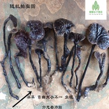 包邮春节不打烊野生云南竹灵芝林芝黑芝片紫芝整枝散装灵芝50克/5