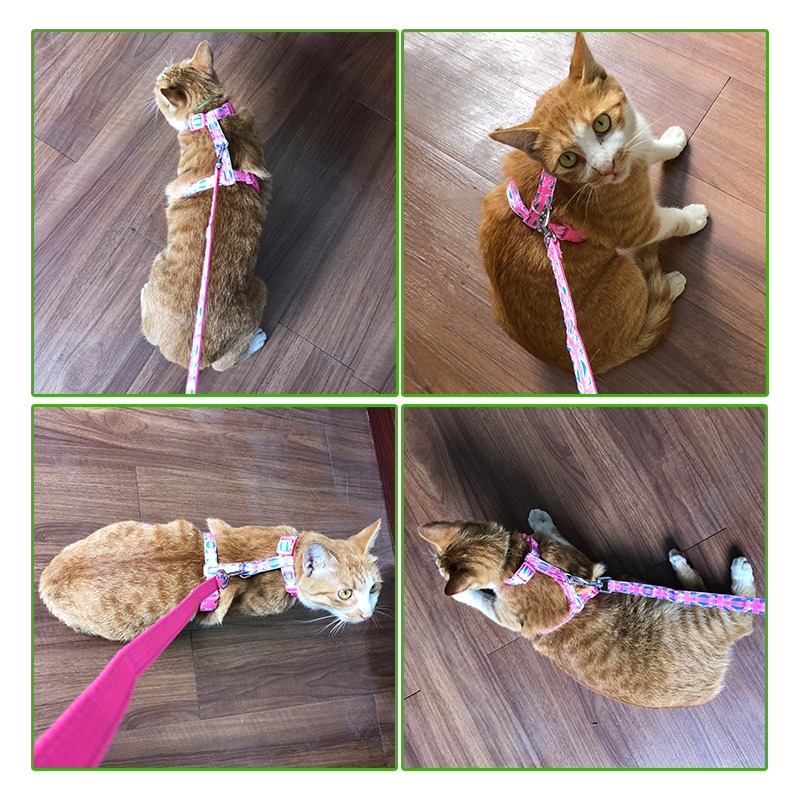 猫咪专用牵引绳拴猫绳溜猫绳子防挣脱遛猫绳胸背带猫猫链子牵引带