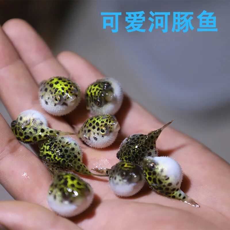 河豚宠物气泡鱼鼓气鱼潜水艇热带淡水观赏鱼生气鱼绿河豚