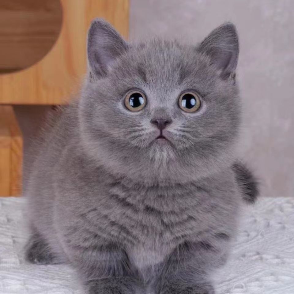 英短蓝猫猫咪活物幼猫蓝白银渐层幼崽幼猫金渐层美短布偶活体幼崽
