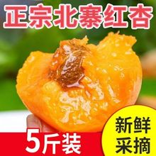 杏子北京市平谷正宗北寨红杏精品礼盒当季新鲜孕妇水果酸甜多汁