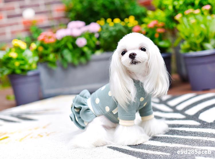 连衣裙犬网红泰迪四脚衣裤秋冬衣服雪纳瑞小型狗狗圆点连