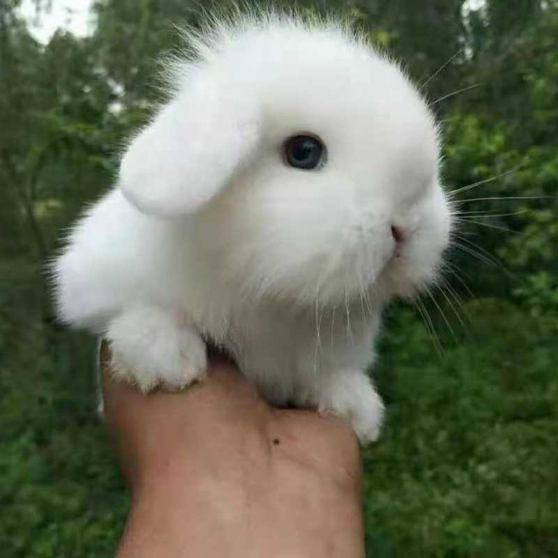 垂耳兔迷你侏儒兔长不大海棠凤眼侏儒宿舍宠物兔小白兔公主兔