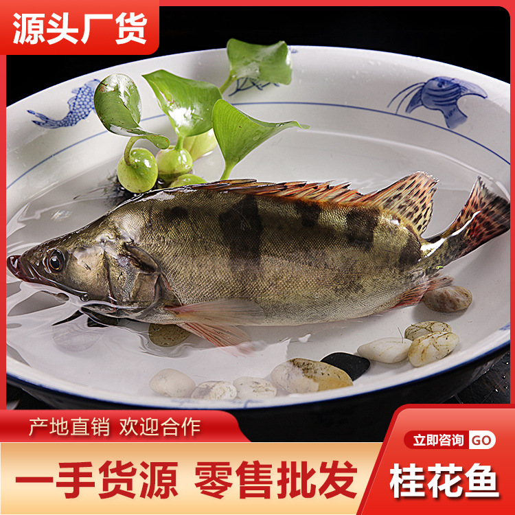 桂花鱼海鳜鱼批发淡水海鲜水产鲜活新鲜一斤约一斤多广东四条包邮